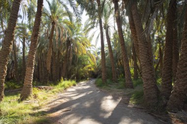 Afrika kırsalından geçen toprak yol uzak köydeki Mısır hurması palmiye çiftliği.
