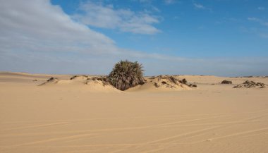 Mısır 'ın ıssız batı çölünün manzaralı manzarası. Kum tepecikleri üzerinde çalılar olan Farafra vahası.