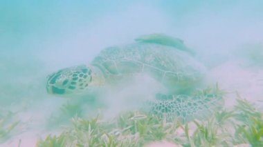 Büyük yeşil deniz kaplumbağası Chelonia mydas kumlu deniz tabanı boyunca deniz otuyla besleniyor remora emici kabuklu Echeneidae balığı