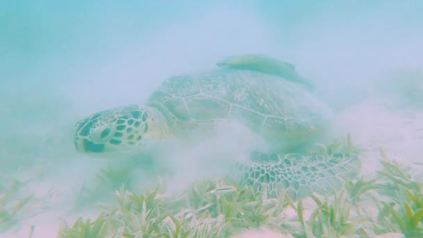Duży Zielony Żółw Morski Chelonia Mydas Żywiący Się Trawą Morską — Wideo stockowe