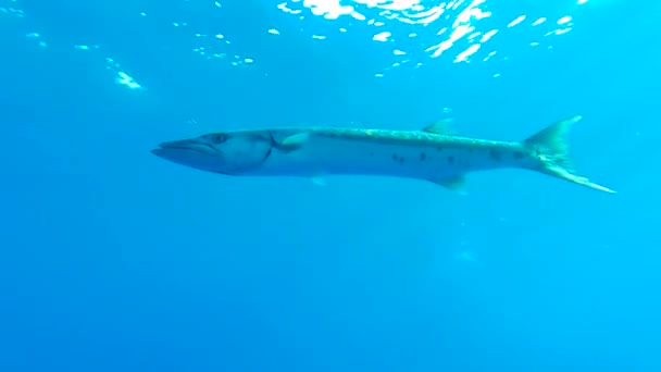 Гигантская Барракуда Рыба Sphyraena Barracuda Плавает Водой Открытой Голубой Воде — стоковое видео