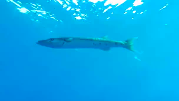 갑각류 Sphyraena Barracuda 물밑에서 햇빛을 받으며 가까이푸른 속에서 헤엄치고 — 비디오