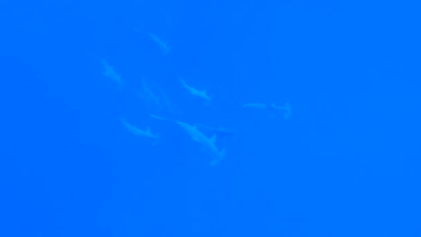 Кольцо Акулы Молота Sphyrna Lewini Плавает Водой Вдоль Тропического Кораллового — стоковое видео