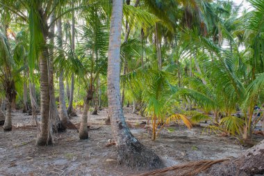 Hindistan cevizi palmiyelerinden oluşan sık orman bitkileriyle uzak tropik ada cenneti.