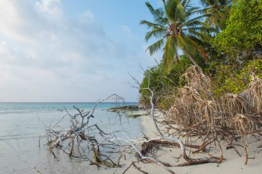 Okyanusta sığ bir göl ve Hindistan cevizi palmiyelerinin yoğun bitki örtüsüyle ıssız tropik cennet kıyıları.