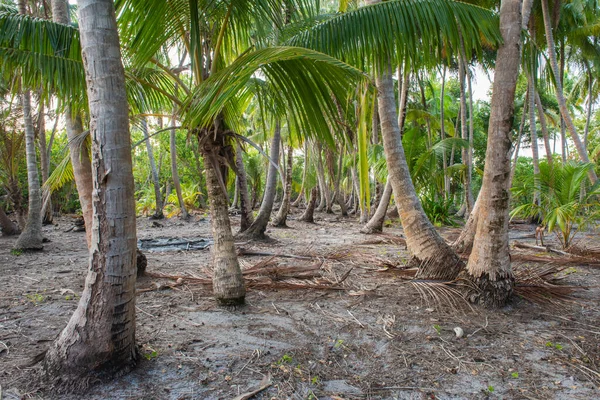 Paraíso Remoto Ilha Tropical Com Vegetação Densa Floresta Coqueiros Cocos — Fotografia de Stock