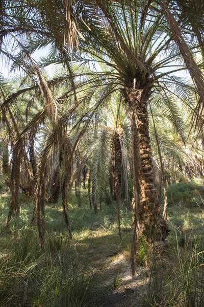 Vista Paisagem Altura Grande Data Palmeira Phoenix Dactylifera Fazenda Agrícola — Fotografia de Stock