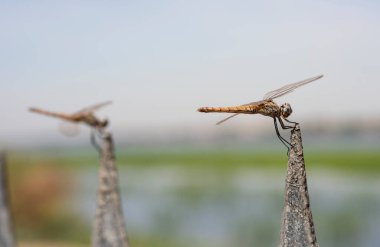 Kapalı makro detay iki yusufçuk yusufçuğunu gösteriyor Pantala alevleri bahçedeki metal çit direğine tünemiş.
