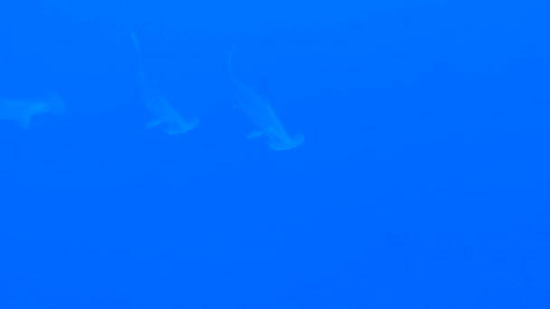 鳞片锤头鲨鱼Sphyrna Lewini在热带珊瑚礁水下游动的浅滩 — 图库视频影像