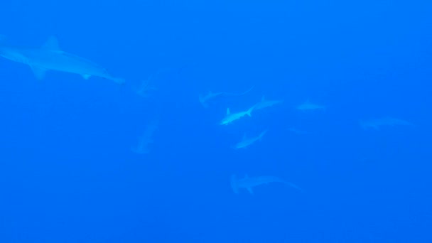 Shoal Tubarão Martelo Escalopado Sphyrna Lewini Nadando Subaquático Longo Recife — Vídeo de Stock