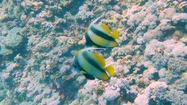 Pair of red sea bannerfish butterflyfish henlochus internedius swimming underwater on tropical coral reef