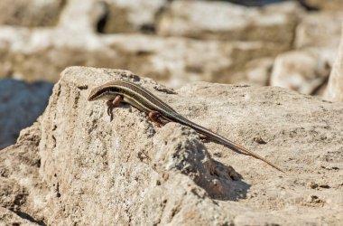 Mavi kuyruklu kertenkele kırsal alanda güneşlenen taştan bir kayanın üzerinde duruyordu.