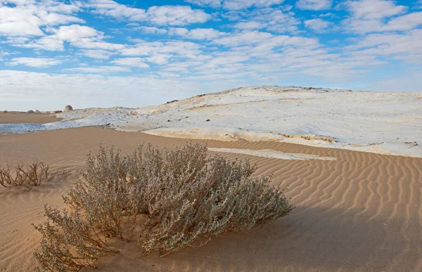 ブッシュと地質チョーク岩の形成とエジプトの荒涼とした不毛の西部の白い砂漠の風景パノラマの景色 — ストック写真
