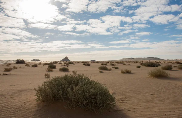 ブッシュと地質チョーク岩の形成とエジプトの荒涼とした不毛の西部の白い砂漠の風景パノラマの景色 — ストック写真