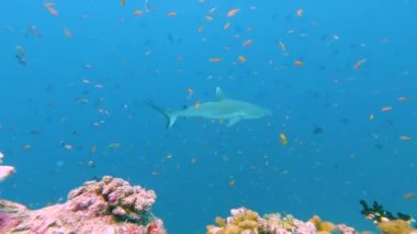 Gri resif köpekbalıklarının derlemesi Carcharhinus amblyrhynchos tropikal mercan resifi boyunca suyun altında yüzüyor.