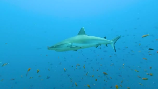 Compilatie Van Grijze Rifhaaien Carcharhinus Amblyrhynchos Zwemmen Onder Water Langs — Stockvideo