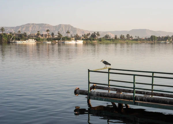 Panoramic Landscape View Nile River Luxor West Bank Night Heron — Stock Photo, Image