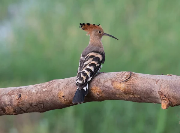 Eurasian Hoopoe Bird Upupa Epops Perched Rustoc Wooden Pole — Stock Photo, Image