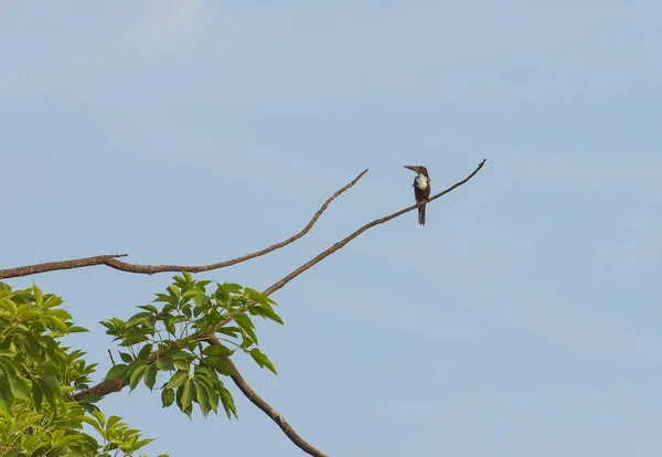 Uccello Martin Pescatore Dalla Gola Bianca Halcyon Smyrnensis Appollaiato Ramo — Foto Stock