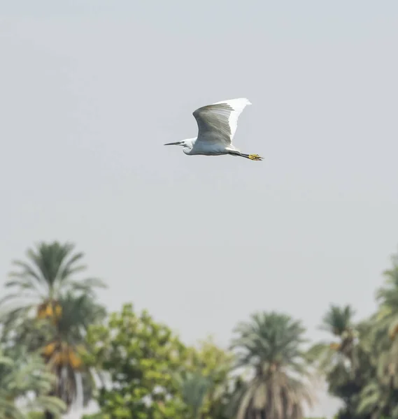 大白鹭在热带棕榈树的背景上展翅飞翔 — 图库照片
