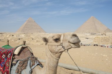 Kamelus dromedarius devenin yaklaşması Mısır 'daki Giza Piramidinin önünde, Kahire' de.