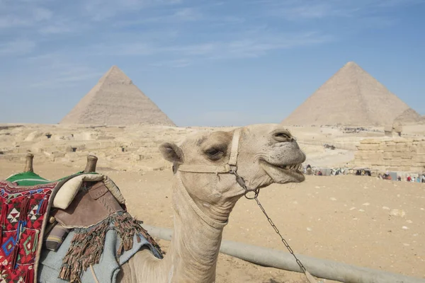 Gros Plan Chameau Dromadaire Camelus Dromedarius Tête Face Grande Pyramide — Photo