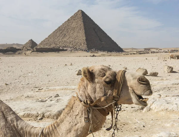 Gros Plan Chameau Dromadaire Camelus Dromedarius Tête Face Grande Pyramide — Photo