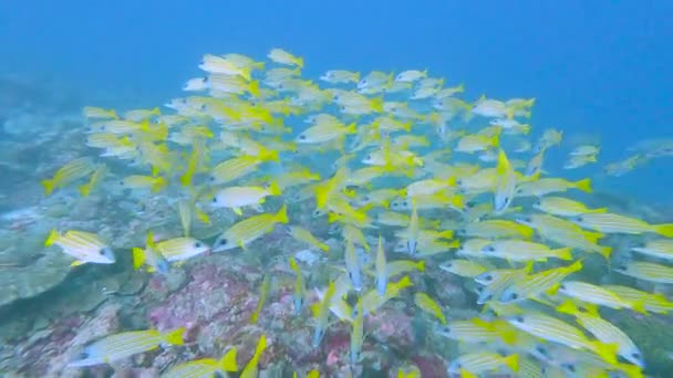 在热带珊瑚礁上游泳的普通蓝藻蓝藻鱼群的浅滩 — 图库视频影像