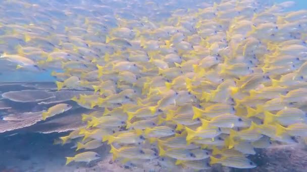 Bacalao Común Pargo Azul Lutjanus Kasmira Nadando Arrecife Tropical — Vídeos de Stock