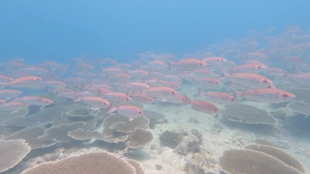 Shoal Common Bigeye Priacanthus Hamrur Swimming Tropical Reef — Stock video