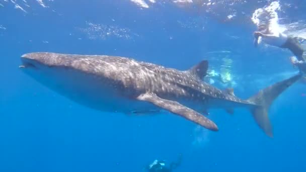 Большая Китовая Акула Ринодон Плавает Вблизи Поверхности Океана Подводниками Аквалангистами — стоковое видео
