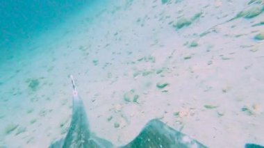 Pembe whipray, balık sürüleriyle birlikte tropikal mercan resiflerinin üzerinde yüzen Himantura fai 'yi vatozluyor.