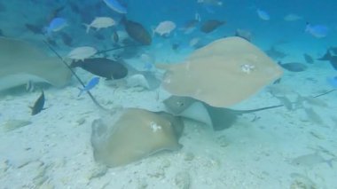 Pembe whipray, balık sürüleriyle birlikte tropikal mercan resiflerinin üzerinde yüzen Himantura fai 'yi vatozluyor.