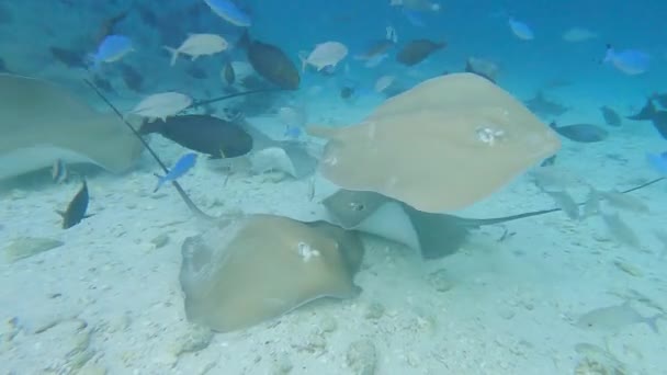粉红的磷虾使它在带着鱼群的热带珊瑚礁的海底游来游去 — 图库视频影像