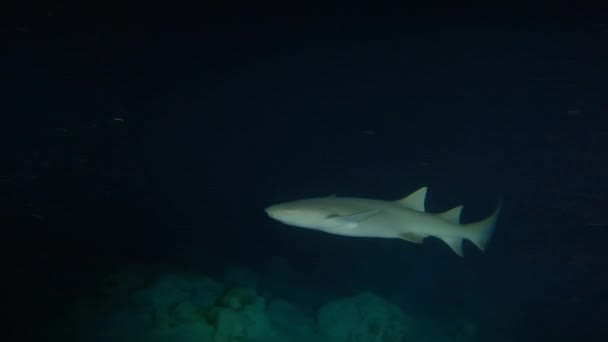 Tawny Enfermera Tiburón Nebrius Ferrugineus Nadando Bajo Agua Por Noche — Vídeo de stock