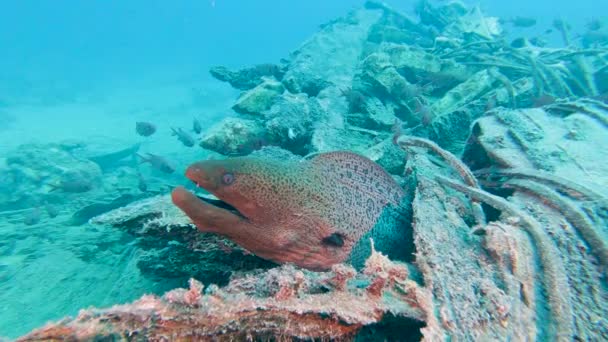 Dev Müren Yılanbalığı Gymnothorax Javanicus Tropik Resif Sualtı Enkazı Üzerinde — Stok video