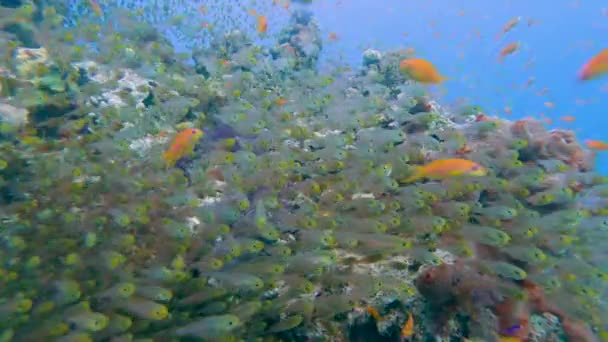 Lenyűgöző Trópusi Korallzátony Táj Rajai Anthiák Üveghal Sárga Seprő Úszik — Stock videók