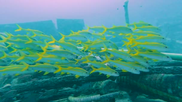 Shal Yellowfin Goatfish Mulloidichthys Vanicolensis Underwater Tropical Red Sea Shipwreck — Stok Video