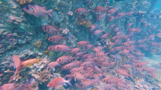 Scholing Van Witsnuitsoldatenvissen Myripristis Berndti Onderwater Tropisch Wrak Egypte — Stockvideo