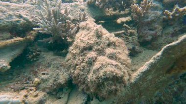 Resif taşbalığı Synanceia verrucosa tropik resif sualtı batığında saklanıyor.