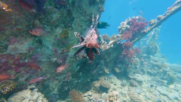 在热带珊瑚礁水下沉船上游泳的红海狮鱼 — 图库视频影像