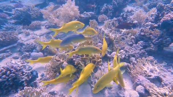 Shoal Yellow Saddle Goatfish Parupeneus Cyclostomus Hunting Underwater Tropical Red — Stock Video