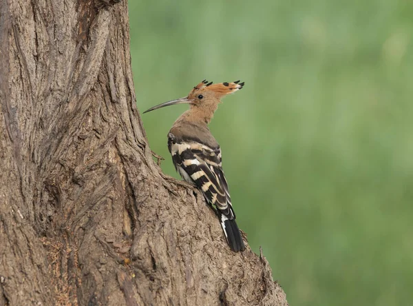 Eurasian Hoopoe Bird Upupa Epops Perched Tree Hunting Bugs — Stock Photo, Image
