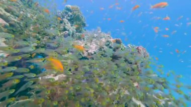 Kızıl Deniz 'de Mısır' da duvarda yüzen anthias sürüleri ve cam balık sarısı süpürücüsüyle çarpıcı tropikal mercan resifi manzarası