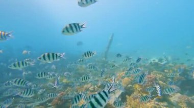 Baş çavuş Abudefduf saksafatilis pintano sürülerinin Kızıl Deniz 'de yüzdüğü çarpıcı tropikal mercan resifi manzarası.