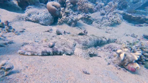 Листоголовый Крокодиловый Крокодил Papilloculiceps Longiceps Песчаном Дне Подводных Рифов — стоковое видео