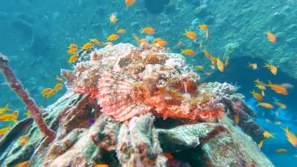 ひげ付きスコーピオンフィッシュ スコルペネソス バルタ カムフラッグ トロピカル サンゴ礁 難破船 — ストック動画