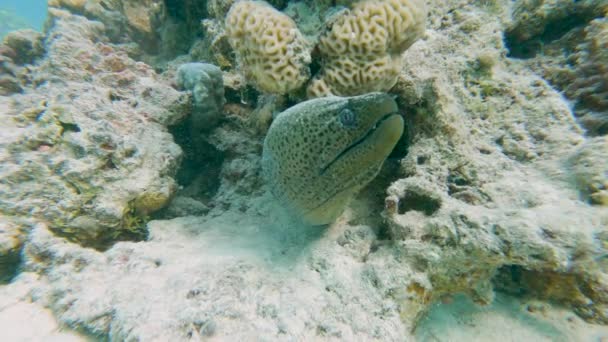 Dev Moray Yılanbalığı Gymnothorax Javanicus Tropikal Resif Sualtında — Stok video