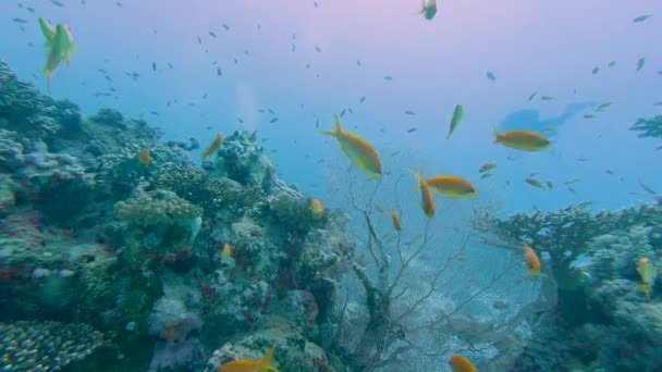 Lenyűgöző Trópusi Korallzátony Táj Halrajokkal Búvár Úszás Falon Vörös Tengeren — Stock videók