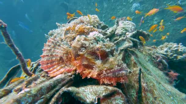 Sakallı Akrep Balığı Scorpaenopsis Barbata Tropik Resif Sualtı Enkazında Saklanıyor — Stok video